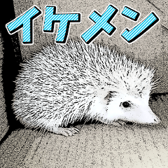 Cool Hedgehog Stickers