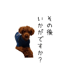toypoodle Ocot3