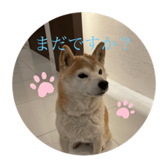 iwashi&nbsp; &nbsp;&nbsp; &nbsp;koma_20211014220146