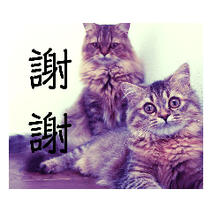 hikari_20211014223056