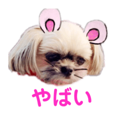 kohaku_dog_stamp