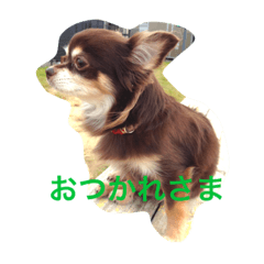 チョコタン チワワの さくら Vol 1 Line スタンプ Line Store チョコタン チワワの さくら Vol 1 Line スタンプ Line Store