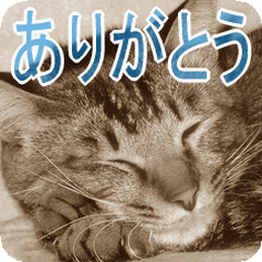 猫の世間話 (Vol.1)