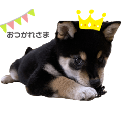 柴犬 Lineクリエイターズスタンプまとめ Stamplist