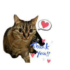 短腿貓生活日常