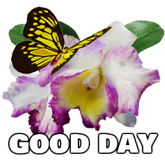 Orchid and butterfly
