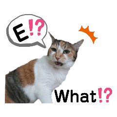 猫論〜Romajiと英語で5匹の猫がおしゃべり!