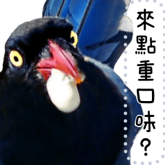 野鳥好朋友 台灣藍鵲好好聊天 來點重口味