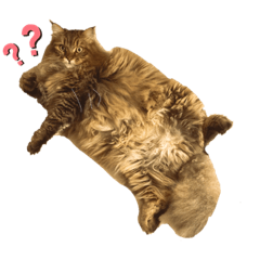 TOMOMI_20211016125200