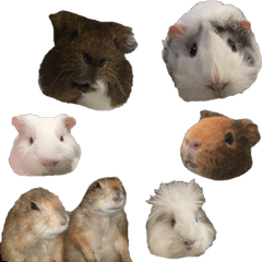 guinea pig and prairie dog stamp
