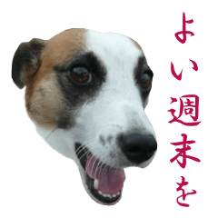 Jack Russell Terrier run [boss]