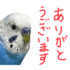 sekisei bird