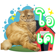 Salmon the stubborn cat