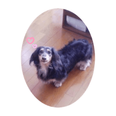 my sweet dog'Noko'