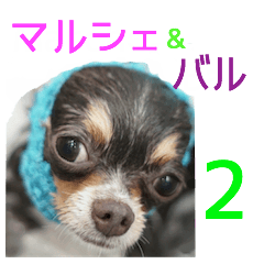 adorable dogs;Marche and Bar 2