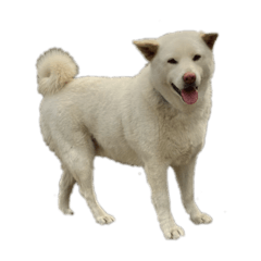 Kawaii dog Mochio