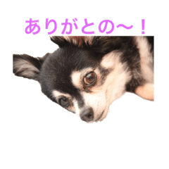 A chihuahua with a Hiroshima accent 2nd