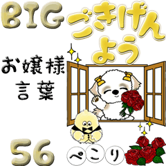 【Big】シーズー56『お嬢様言葉』黄色系