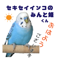 Budgerigar Mintohime