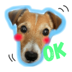Jack Russell Terrier takeo