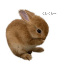 chanko rabbit