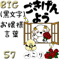 【Big】シーズー57『お嬢様言葉』黒文字