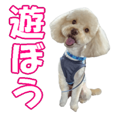 Cute toy poodle Ryu-chan