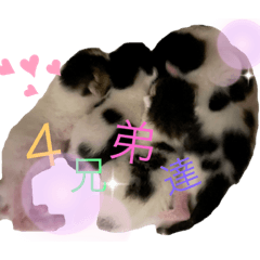 Cat Family_20211017171138