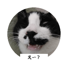 hogoneko nine cats