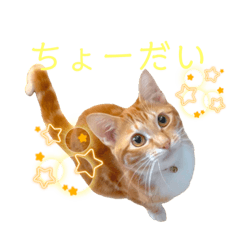 猫(こはく)のスタンプ