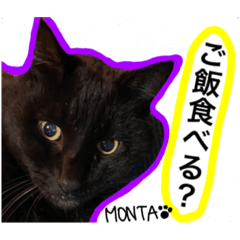 Black cat Monta