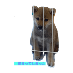 柴犬３ヶ月ツンデレメッセージスタンプ