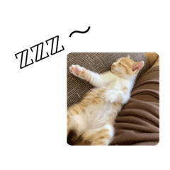 hikari_20211017214134