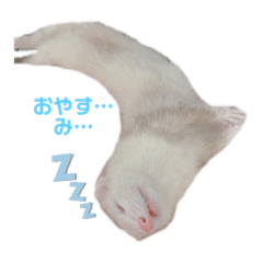 フェレットの雪ちゃん