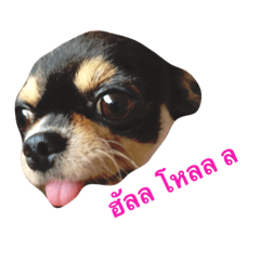The Dog FaYaa