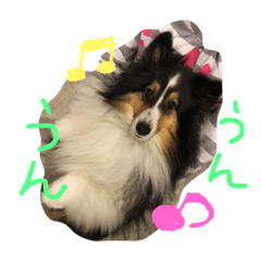 Sheltie Sally 3
