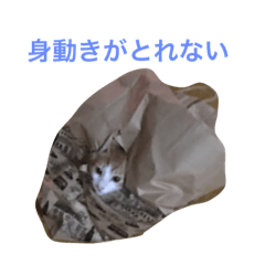 maikokko cats