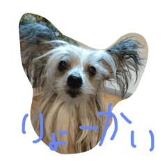 chinese crested dog pepper