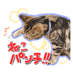 meooooows