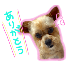 yorkie,shih-tzu[coro]sticker
