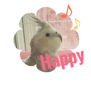 Cockatiel stickers +@