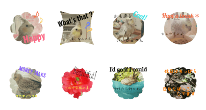 Cockatiel stickers +@