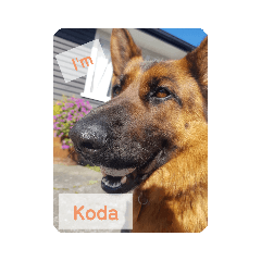 I'm Koda!