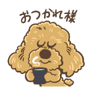 CJ  toy poodle