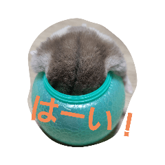 honey mogu-mogu
