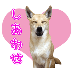 CHIBISACHI'S Sticker