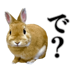 the Real Rabbit from Japan