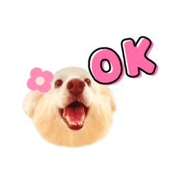 大頭賴雪球❤️