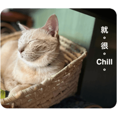 奧莉與貓