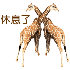 Mini Giraffe5